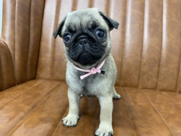 パグ【愛知県・女の子・2021年8月18日・フォーン】の写真「元気な女の子です」