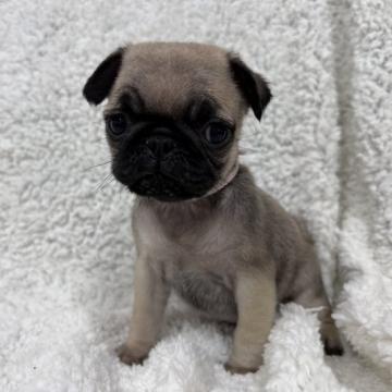 パグ【愛知県・男の子・2022年4月30日・フォーン】の写真「小ぶりな男の子」
