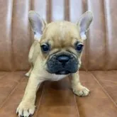 フレンチブルドッグ【愛知県・男の子・2023年9月25日・レッドフォーン】の写真1