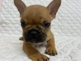フレンチブルドッグ【愛知県・男の子・2023年9月25日・レッドフォーン】の写真3
