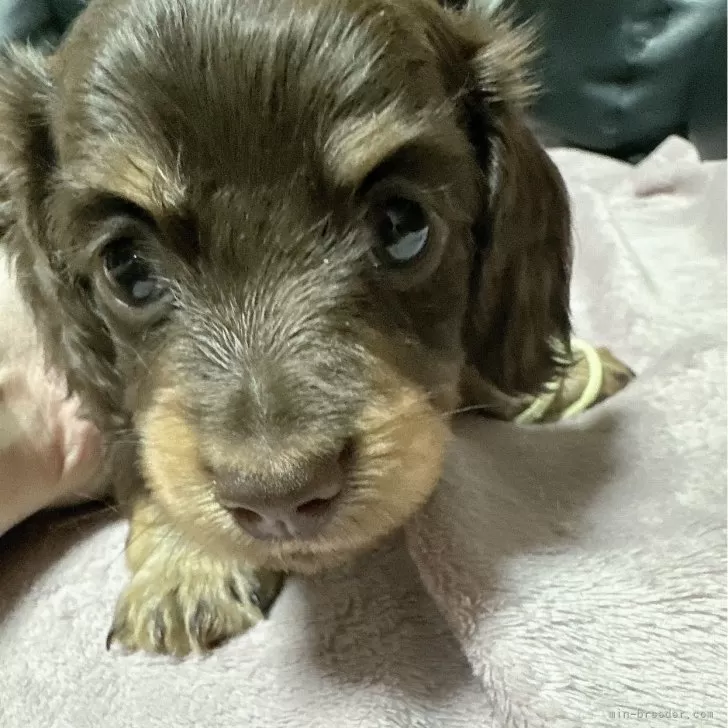 ID：2505-03353の子犬