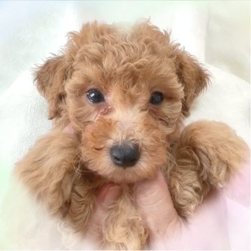 トイプードル(トイ)【愛知県・女の子・2025年7月30日・レッド】の写真「おてんばな可愛い女の子♡」