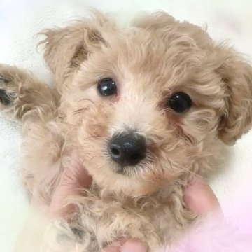 トイプードル(トイ)【愛知県・男の子・2025年7月30日・アプリコット】の写真「兄弟で一番むちむちくん♡」