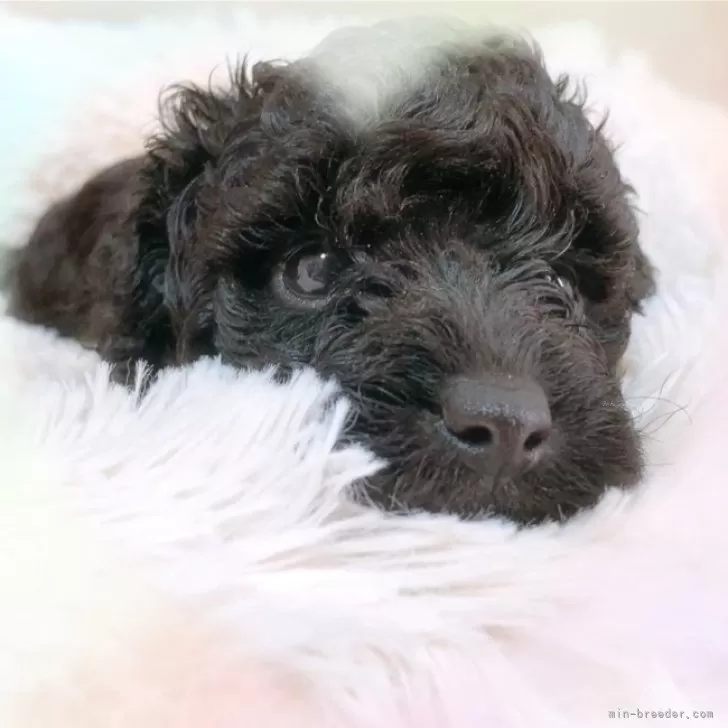 ID：2312-01080の子犬