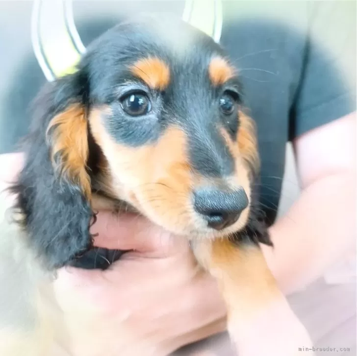 ID:2311-01558の子犬