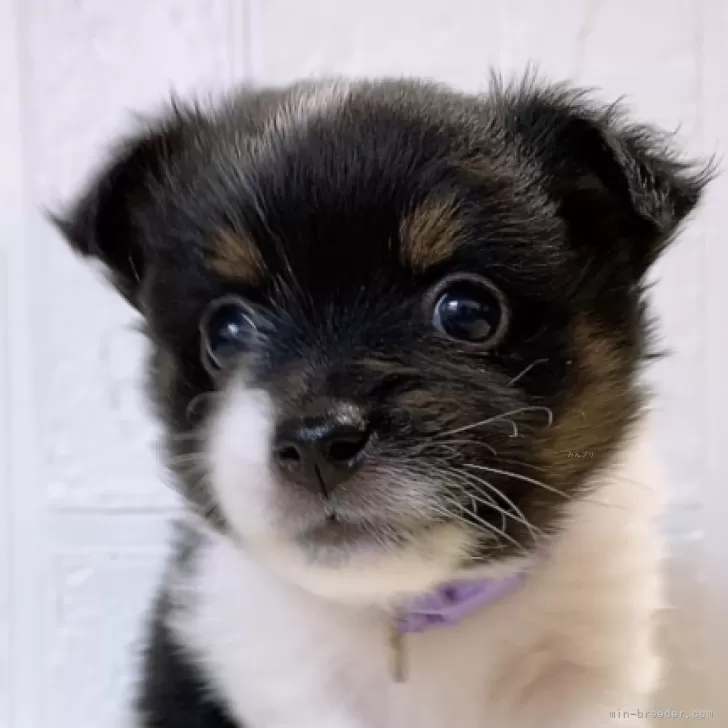 ID:2405-01013の子犬