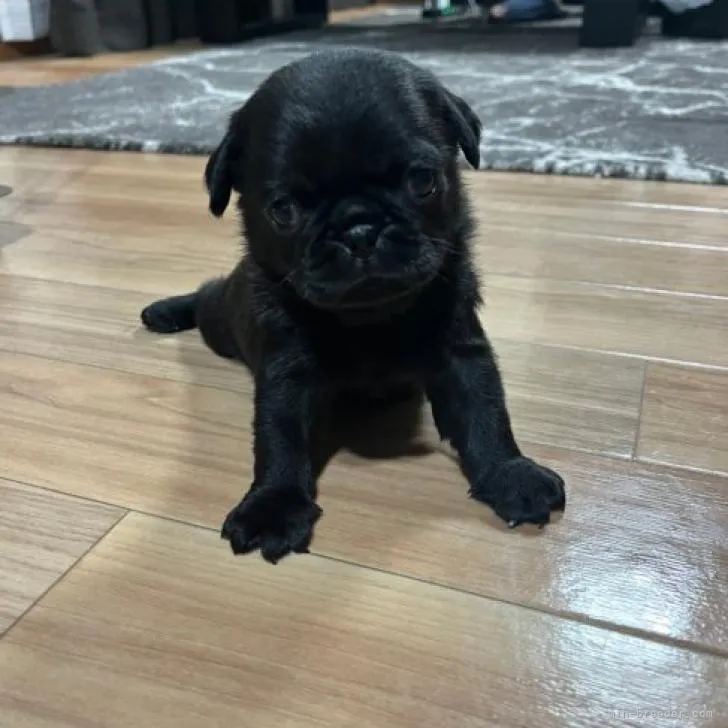 ID:2209-02599の子犬