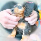 ミニチュアダックスフンド(ロング)【愛知県・女の子・2023年10月12日・ブラックタン】の写真2