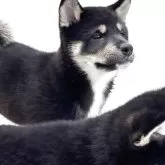 柴犬(標準サイズ)【大阪府・女の子・2025年3月22日・黒毛】の写真10