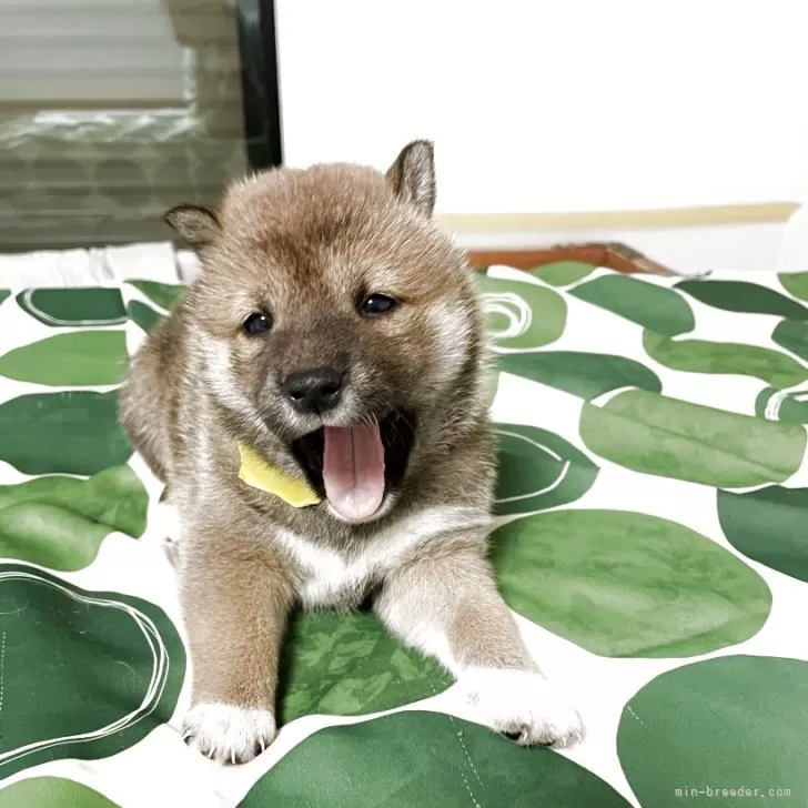 K.T 様のお迎えした子犬