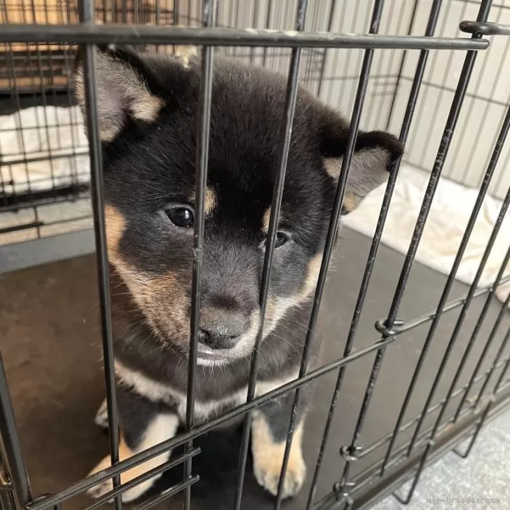 ID：2501-01525の子犬