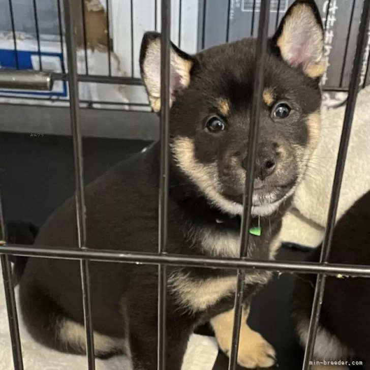 うに 様のお迎えした子犬