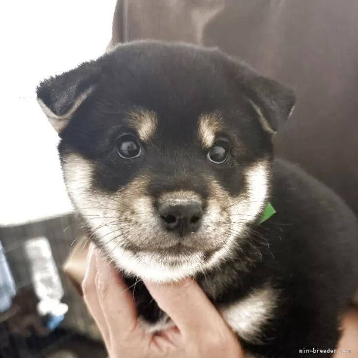 クロガネ 様のお迎えした子犬