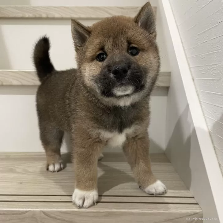 ナオキ 様のお迎えした子犬