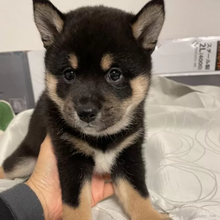 ID：2501-01522の子犬