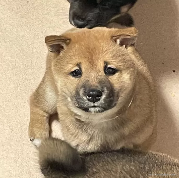 ID：2412-05575の子犬