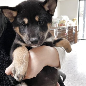 柴犬(標準サイズ)【大阪府・女の子・2025年10月4日・黒毛】の写真「最後の1匹になります。とても人懐っこいです💕」