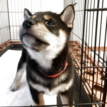柴犬(標準サイズ)【大阪府・女の子・2025年3月30日・黒毛】の写真「両親‥小柄です💕小柄な女の子おめめクリクリ💕」