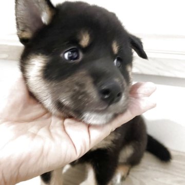 柴犬(標準サイズ)【大阪府・男の子・2025年5月27日・黒毛】の写真「小柄な男の子💕ふわふわコロコロ💕人懐っこいです」