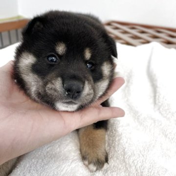 柴犬(標準サイズ)【大阪府・女の子・2025年10月4日・黒毛】の写真「お父さん小柄です。両親遺伝子検査クリア💕」