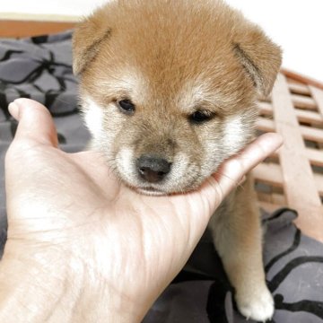 柴犬(標準サイズ)【大阪府・女の子・2025年9月23日・赤毛】の写真「お父さん小柄です💕両親遺伝子検査クリアです。」