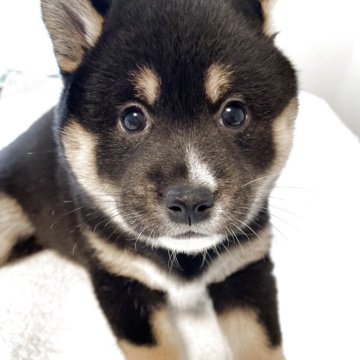 柴犬(標準サイズ)【大阪府・女の子・2025年10月4日・黒毛】の写真「お父さん小柄です💕熊さんみたいです💕おっとり」