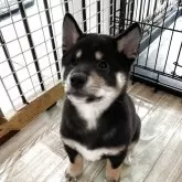 柴犬(標準サイズ)
