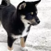 柴犬(標準サイズ)【大阪府・女の子・2025年3月22日・黒毛】の写真1「とても可愛いです💕胸の白💕白いおててがチャムポイント」