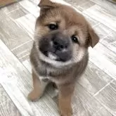 柴犬(標準サイズ)