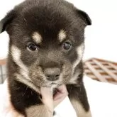 柴犬(標準サイズ)