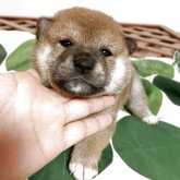 柴犬(標準サイズ)