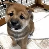 柴犬(標準サイズ)