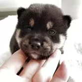 柴犬(標準サイズ)