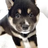 柴犬(標準サイズ)