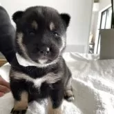 柴犬(標準サイズ)【大阪府・女の子・2025年10月4日・黒毛】の写真4