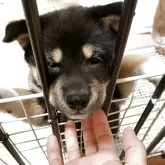 柴犬(標準サイズ)【大阪府・女の子・2025年3月22日・黒毛】の写真5