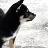 柴犬(標準サイズ)【大阪府・女の子・2025年3月22日・黒毛】の写真7