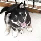 柴犬(標準サイズ)【大阪府・女の子・2025年3月22日・黒毛】の写真8