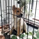 柴犬(標準サイズ)【大阪府・男の子・2025年3月22日・赤毛】の写真8