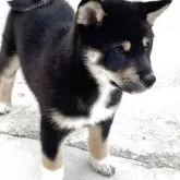 柴犬(標準サイズ)【大阪府・女の子・2025年3月22日・黒毛】の写真9