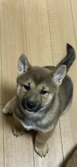 ID:2202-04010の子犬