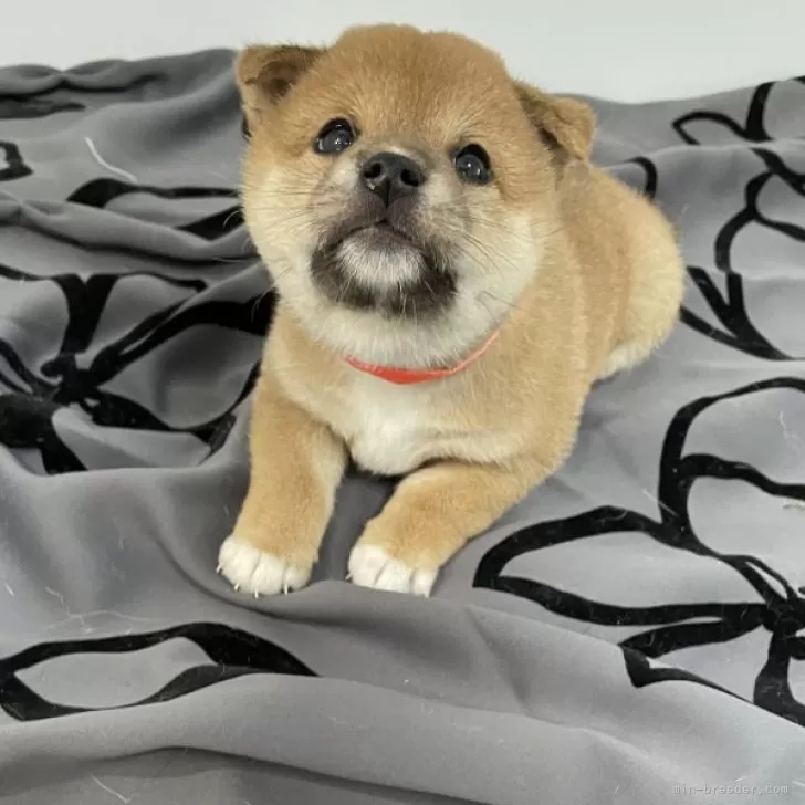 ID：2407-01878の子犬