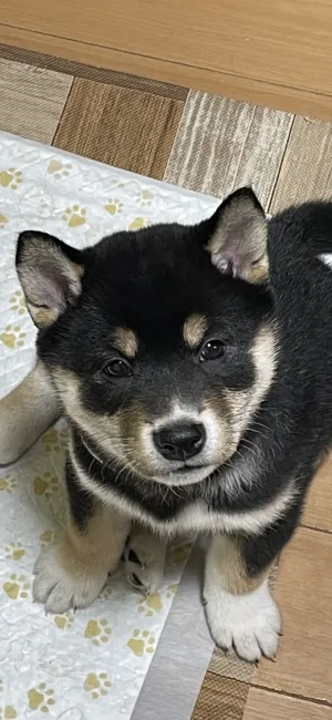 ID:2202-04005の子犬