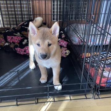 柴犬(標準サイズ)【大阪府・女の子・2022年9月25日・赤毛】の写真「両親遺伝子検査クリアです。とても人懐こいです♪」