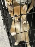 柴犬(標準サイズ)【大阪府・女の子・2024年6月10日・赤毛】の写真2「軽い健康診断も受けております。寄生中も異常なしです。」