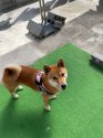 柴犬【・女の子・2021年5月30日・赤毛】