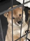 柴犬(標準サイズ)【大阪府・男の子・2024年6月10日・赤毛】の写真5「とても可愛いです。」