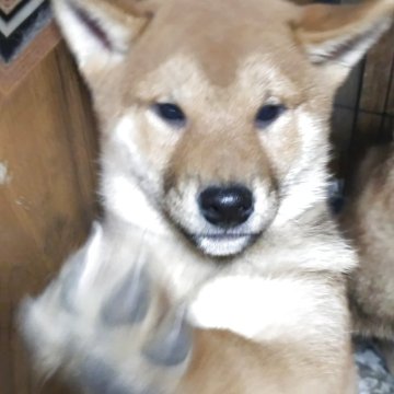柴犬(標準サイズ)【岐阜県・男の子・2024年11月11日・赤柴】の写真「とても、可愛く、小太りで、曖気よいです。」