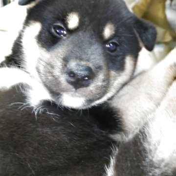 柴犬(標準サイズ)【岐阜県・男の子・2025年5月8日・黒】の写真「少しポチヤリ太めのおちやめの男の子です。」