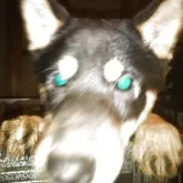 柴犬(標準サイズ)